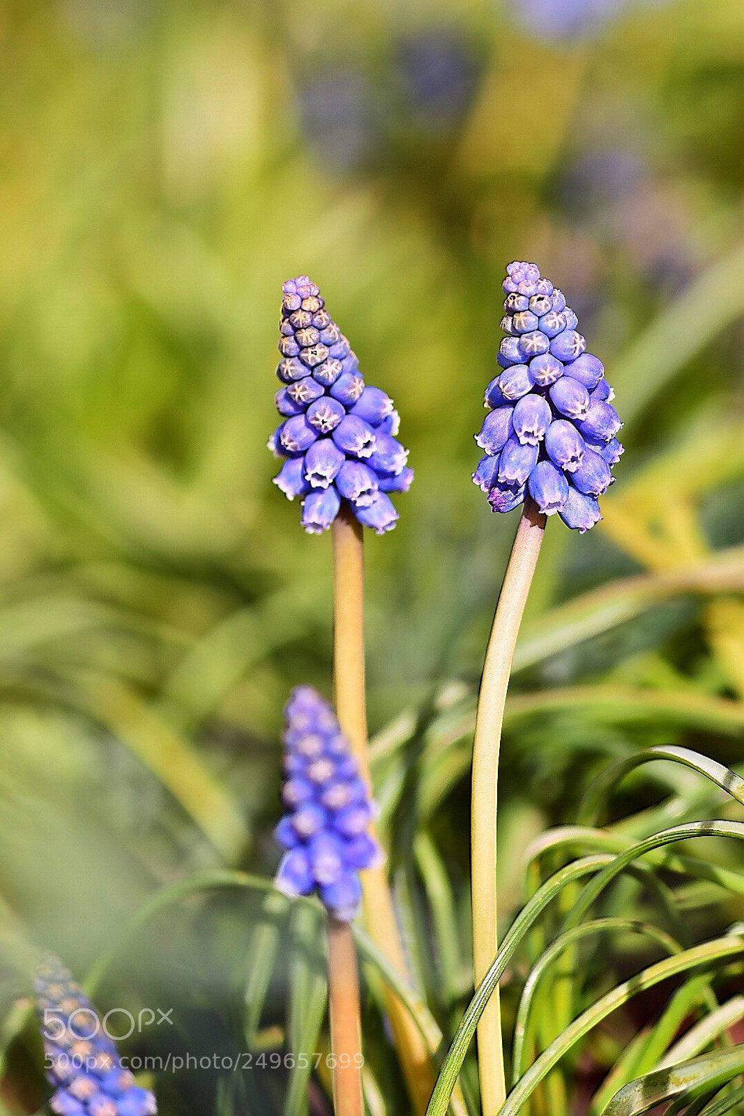 Nikon D5600 sample photo. The magic of springtime  photography