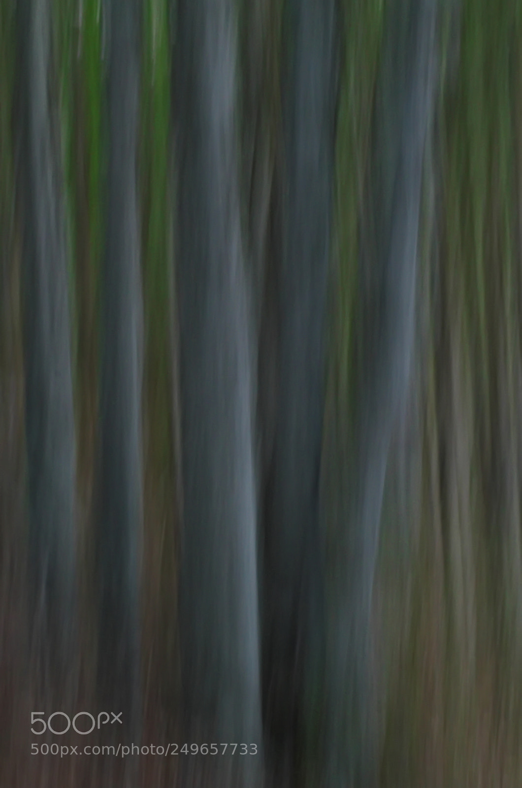 Pentax K-50 sample photo. Mosso di faggi 1 photography
