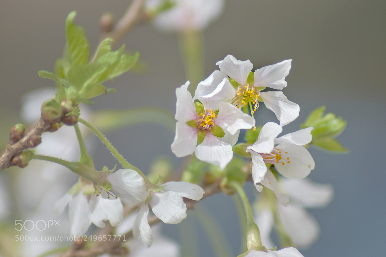 Nikon D5600 sample photo. First cherry blossom photography