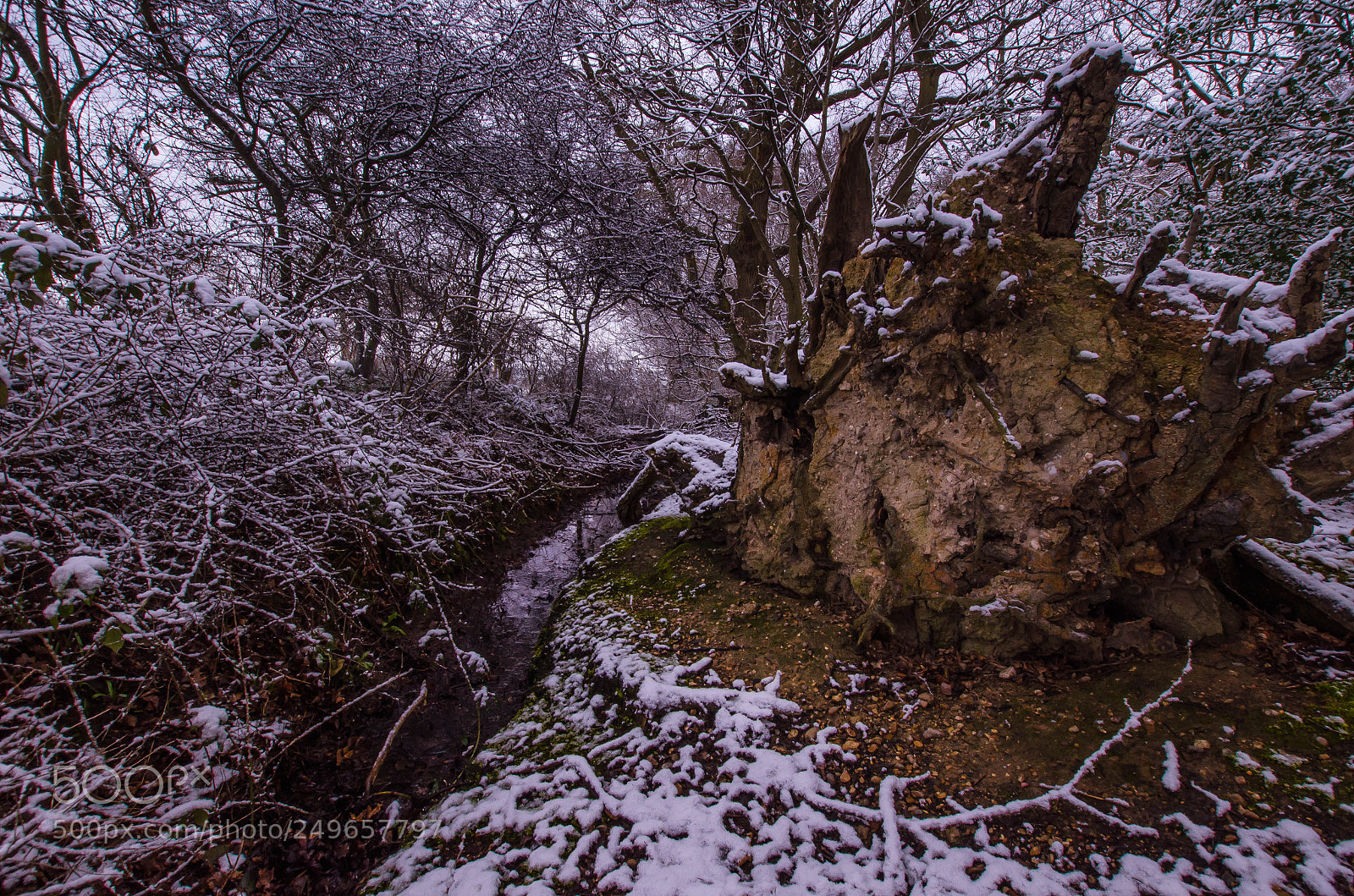 Nikon D7000 sample photo. Holybred wood, little baddow photography