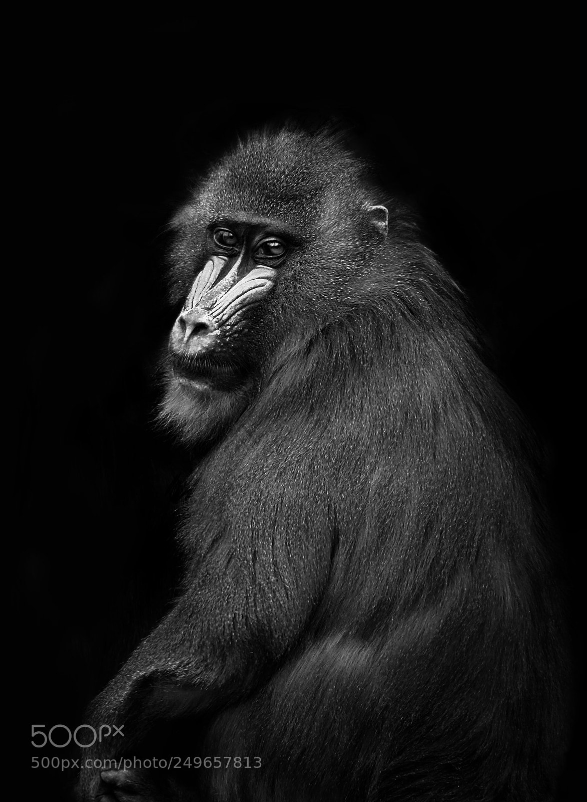 Fujifilm X-T20 sample photo. Mandrill photography