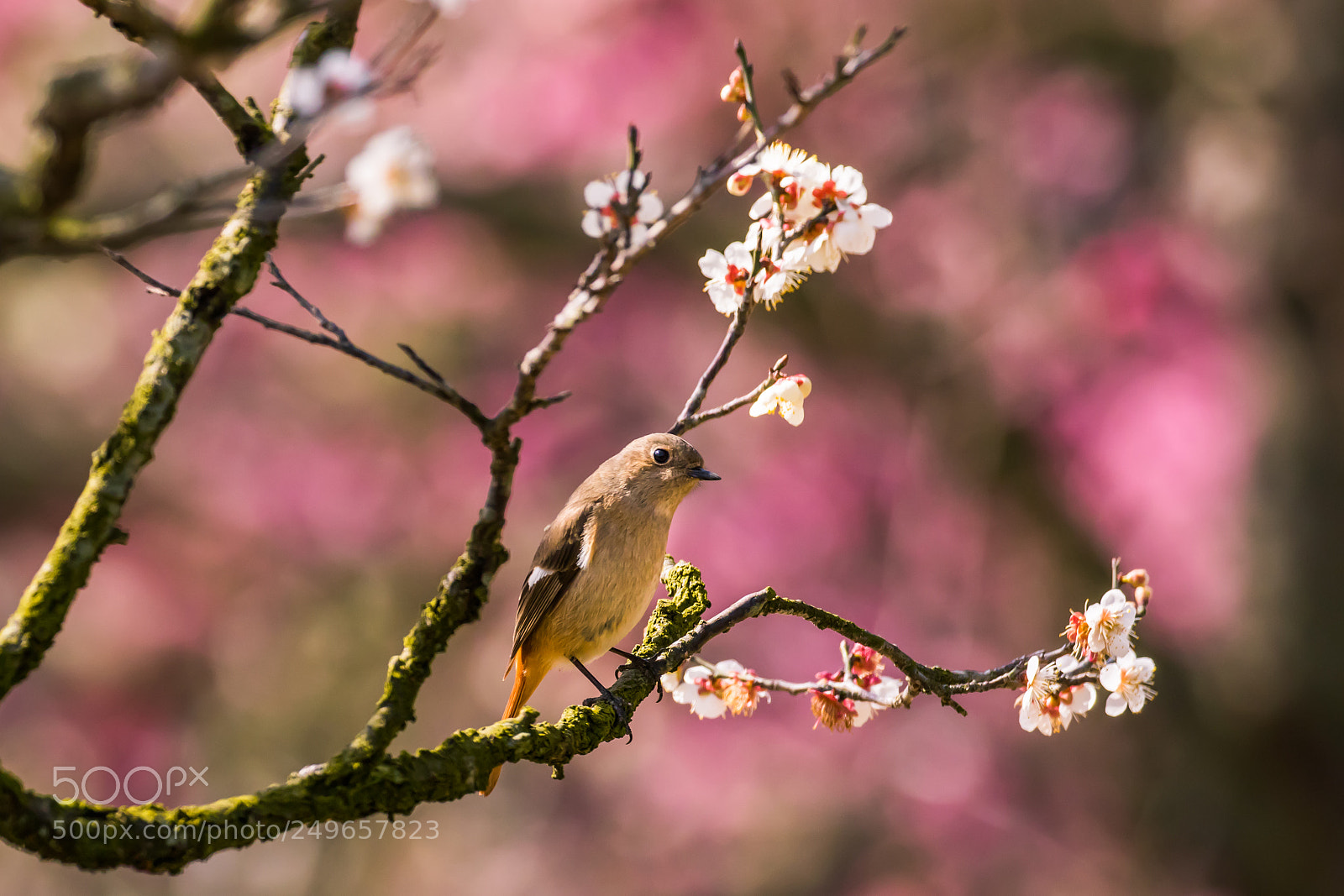 Canon EOS 7D Mark II sample photo. Bird photography