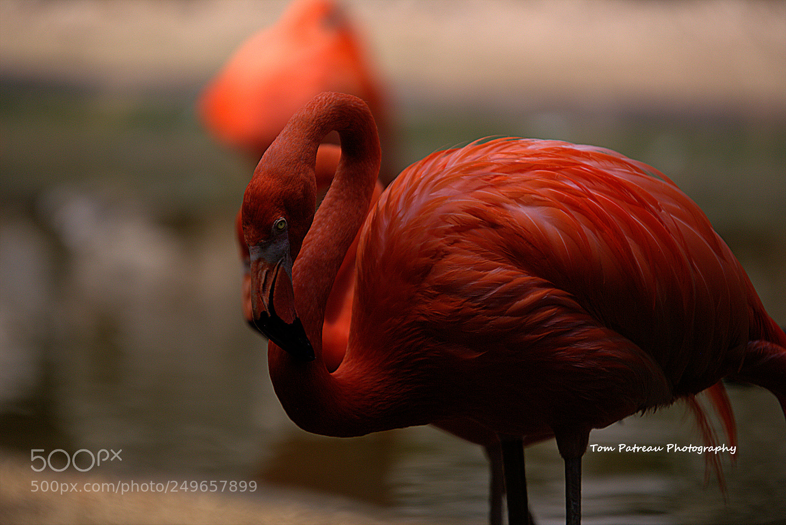 Canon EOS 6D sample photo. Flamingo at rest photography