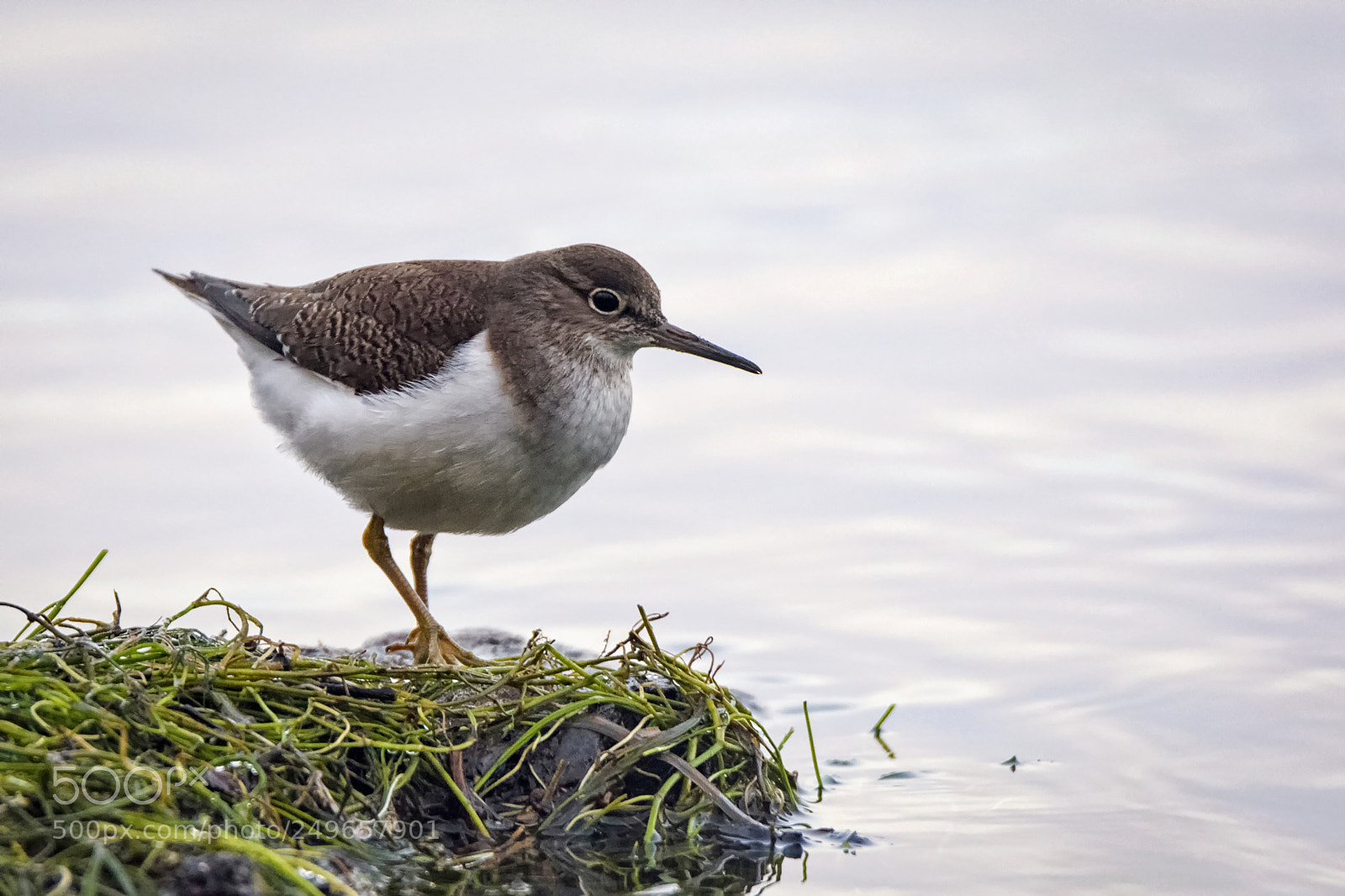 Nikon D7200 sample photo. Common sandpiper photography