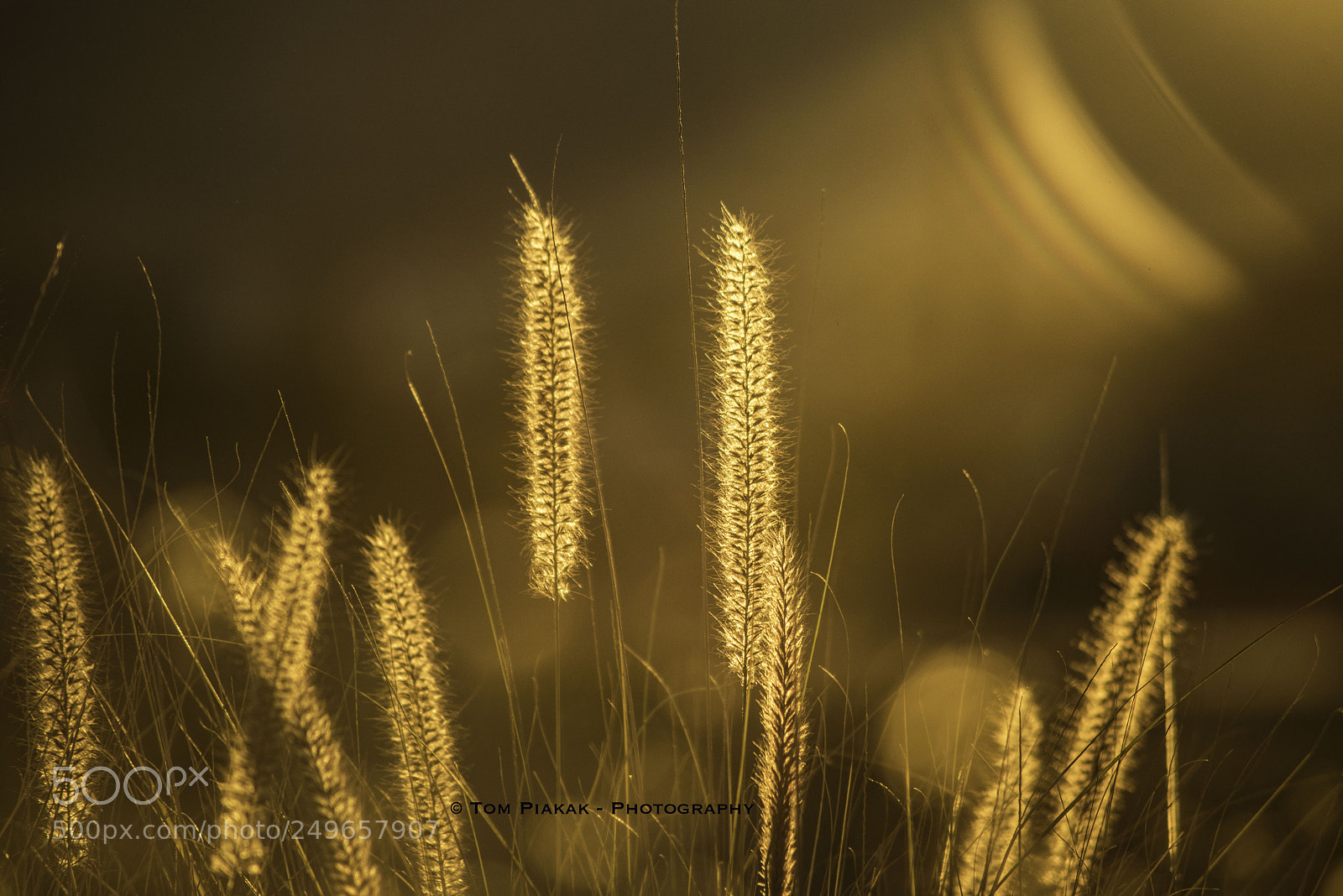 Nikon D810 sample photo. Yellow photography