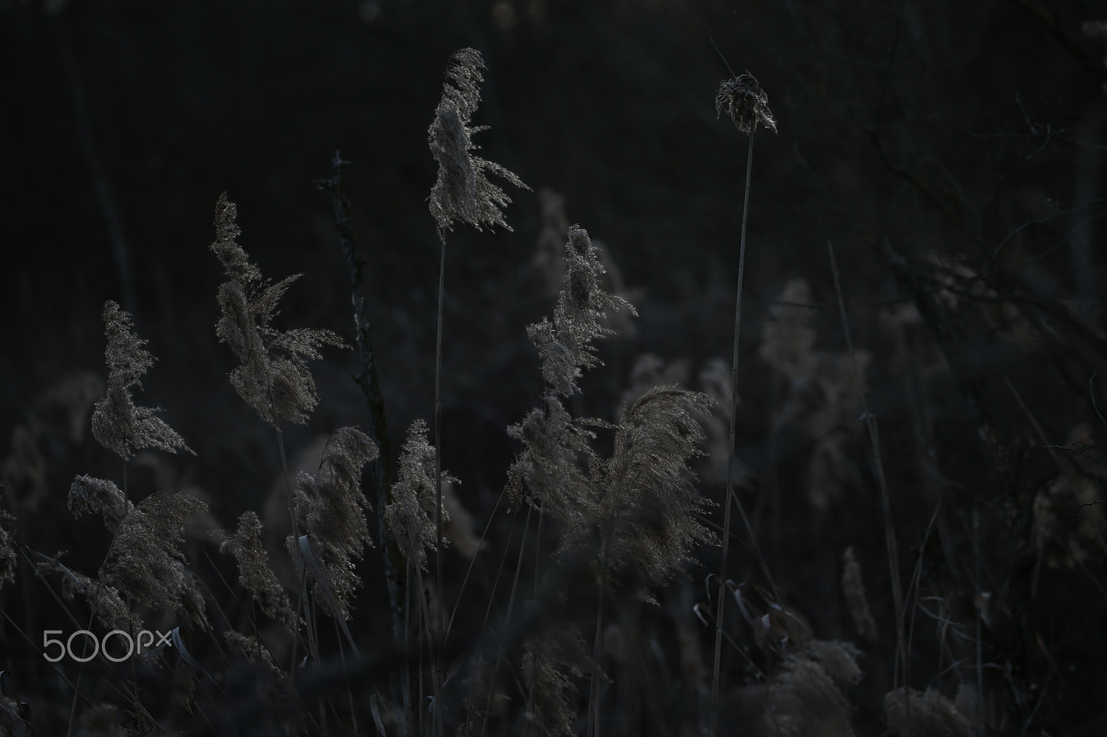 Canon EOS-1D X sample photo. All i've got photography