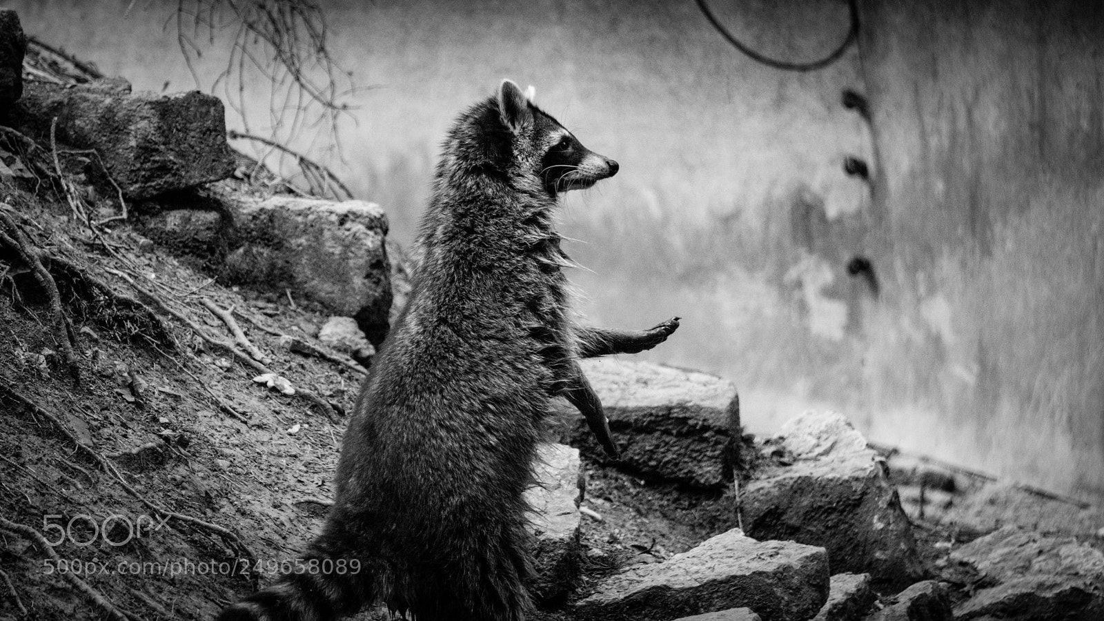 Sony a6000 sample photo. Waschbär photography