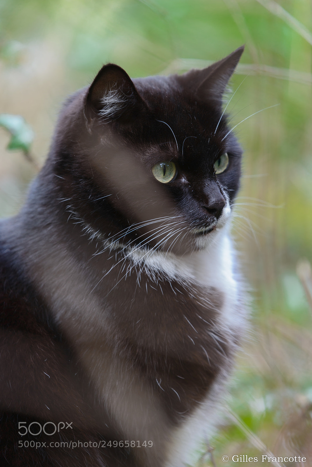 Nikon D800 sample photo. Cat. photography