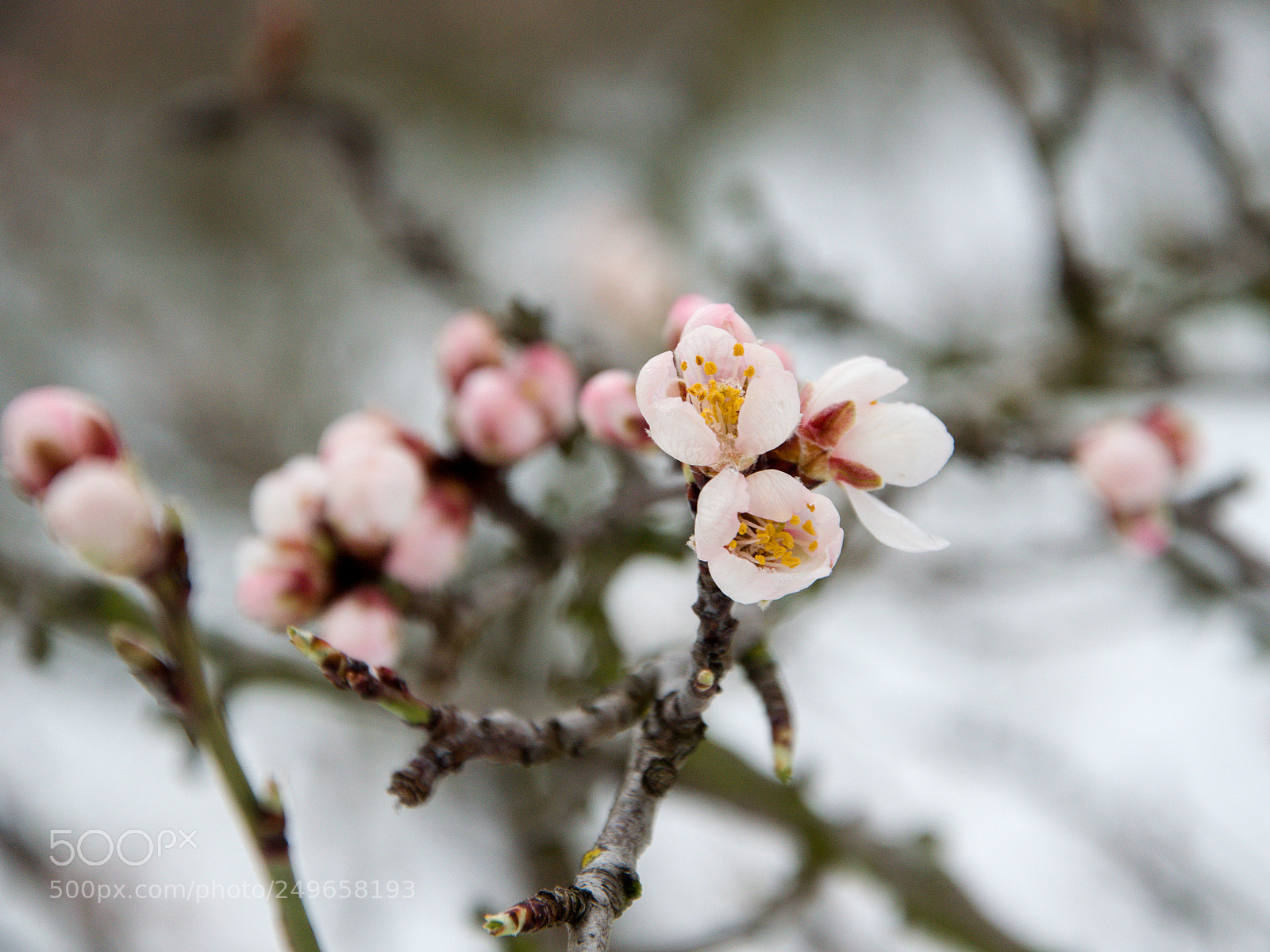 Nikon D3300 sample photo. Blooming tree in snow photography