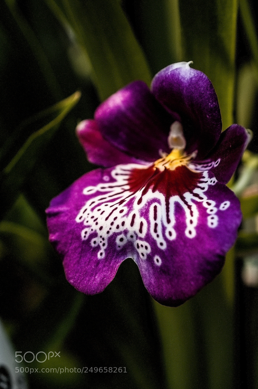 Nikon D700 sample photo. A forest orchid in photography