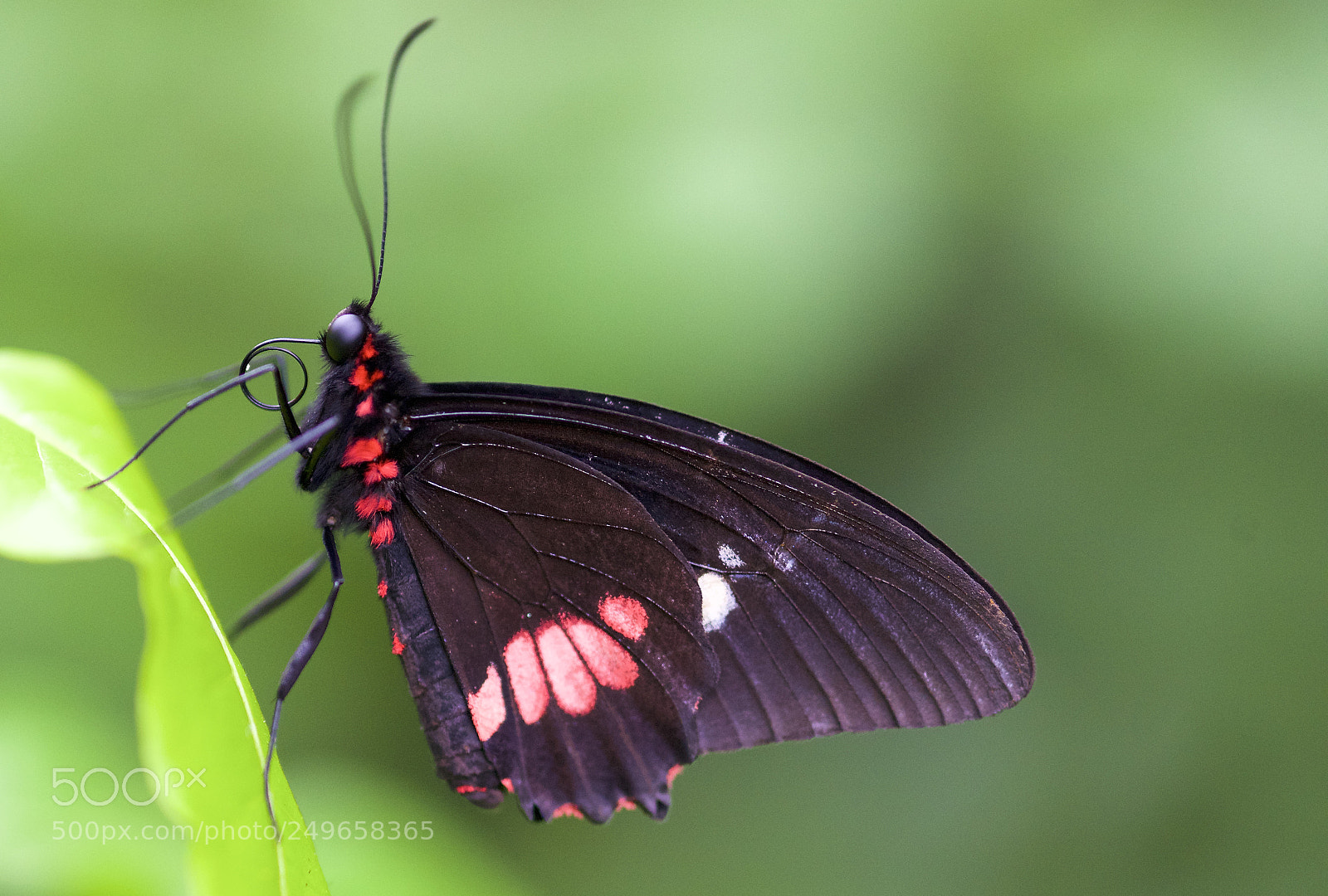 Nikon D610 sample photo. A little red photography