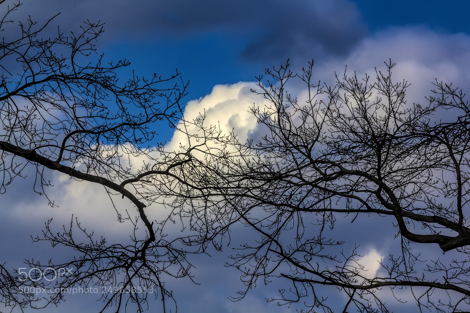 Canon EOS 60D sample photo. Clouds trees and sky photography