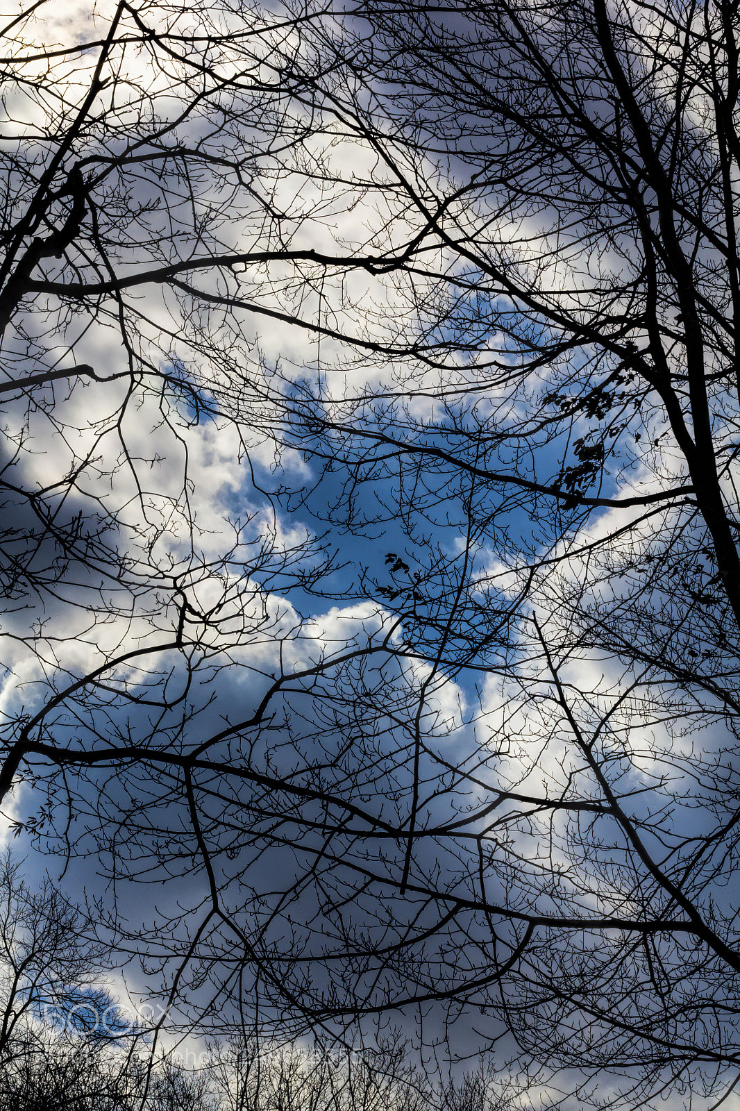 Canon EOS 60D sample photo. Clouds trees and sky photography