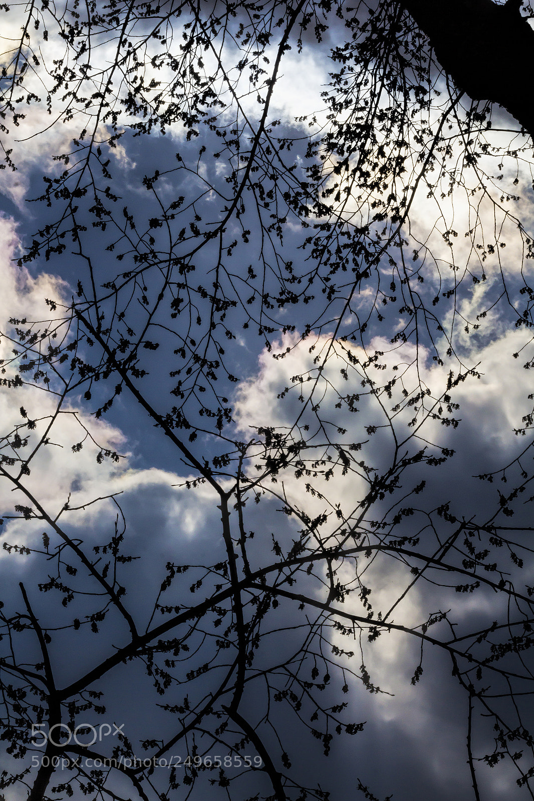 Canon EOS 60D sample photo. Clouds trees and sky photography