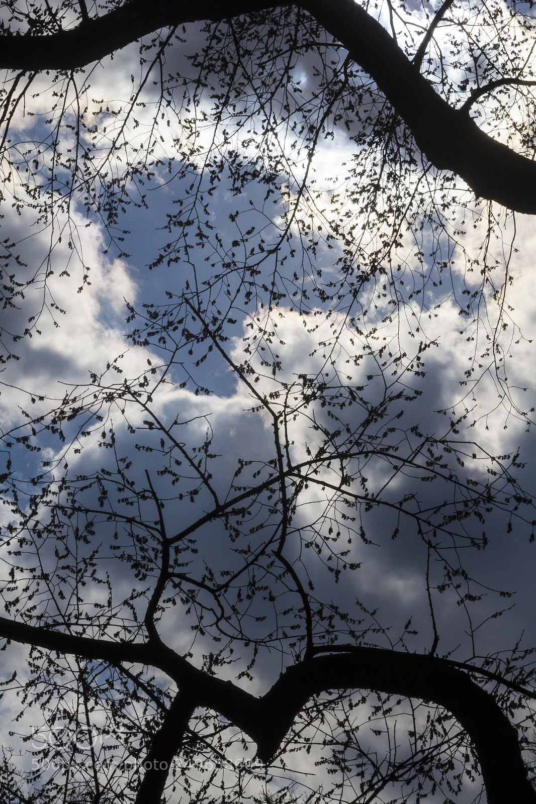 Canon EOS 60D sample photo. Clouds trees and sky photography
