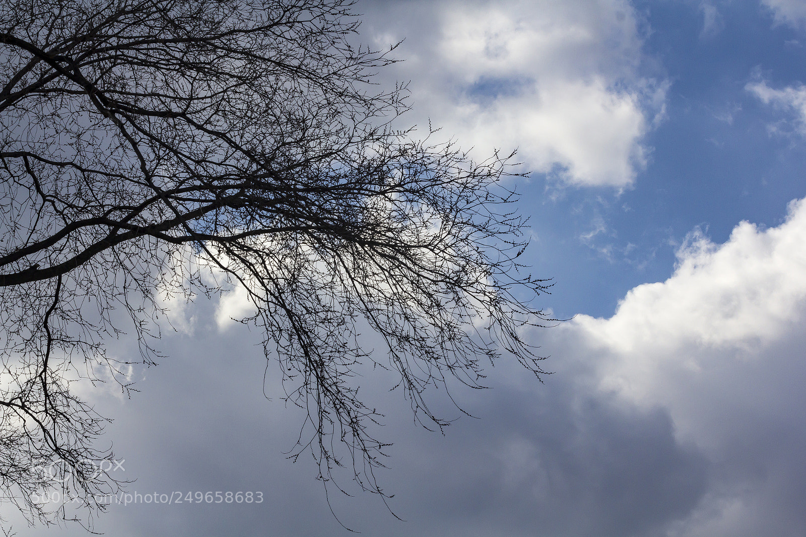 Canon EOS 60D sample photo. Trees and clouds photography