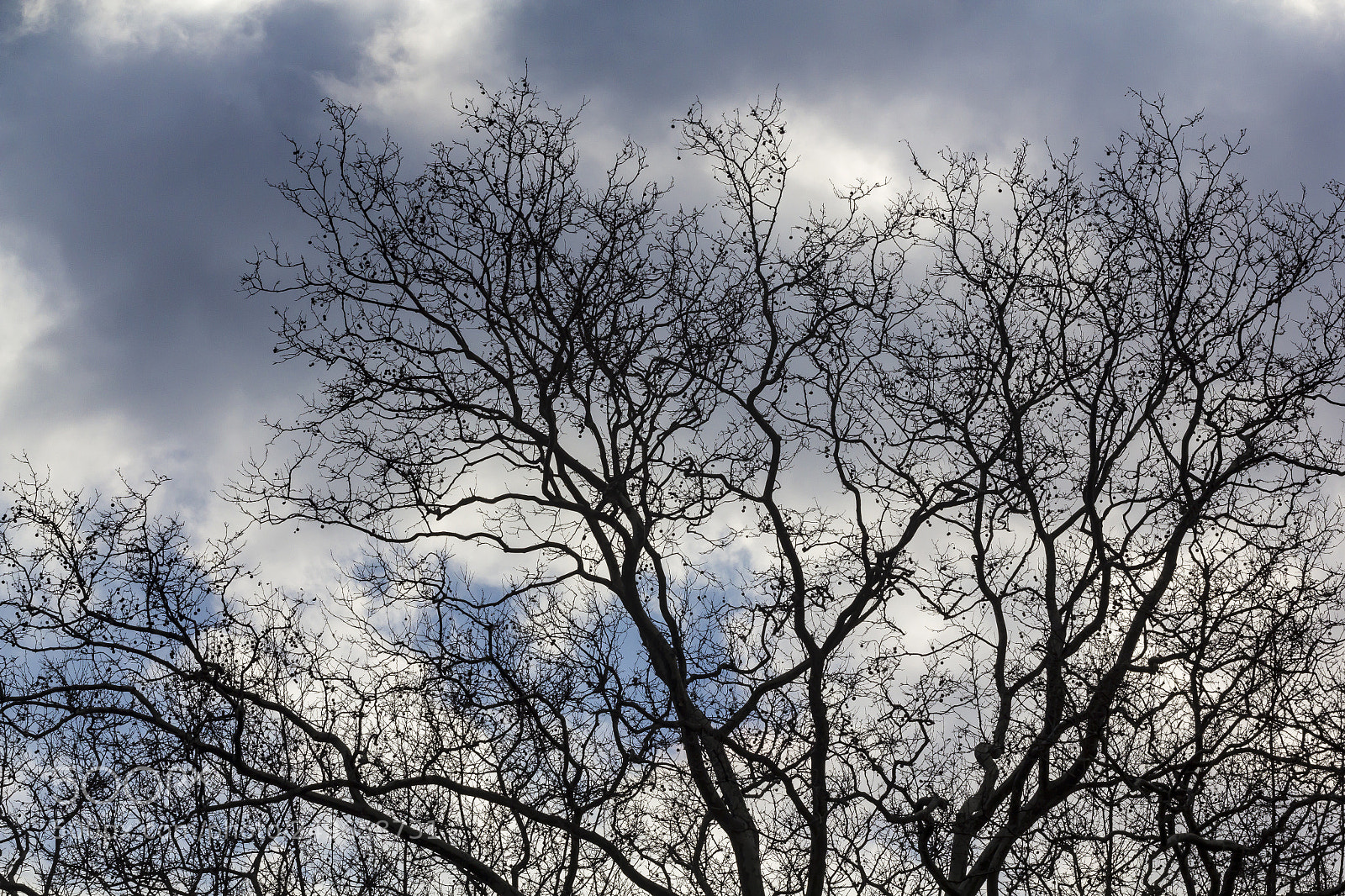 Canon EOS 60D sample photo. Trees and clouds photography