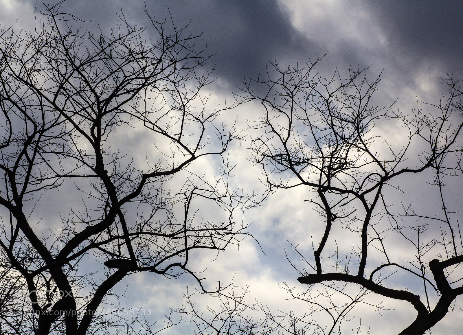 Canon EOS 60D sample photo. Trees and clouds photography