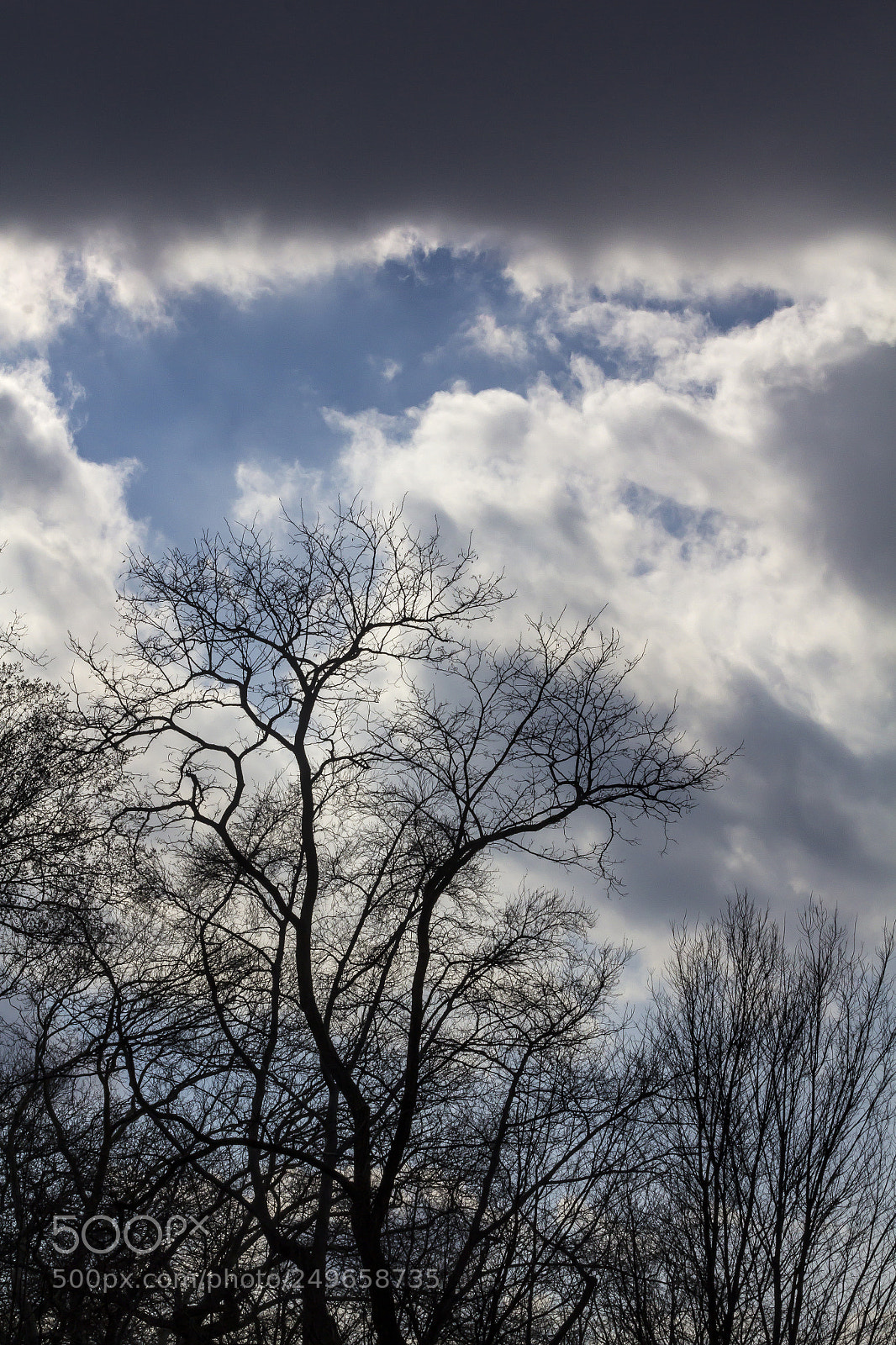 Canon EOS 60D sample photo. Trees and clouds photography