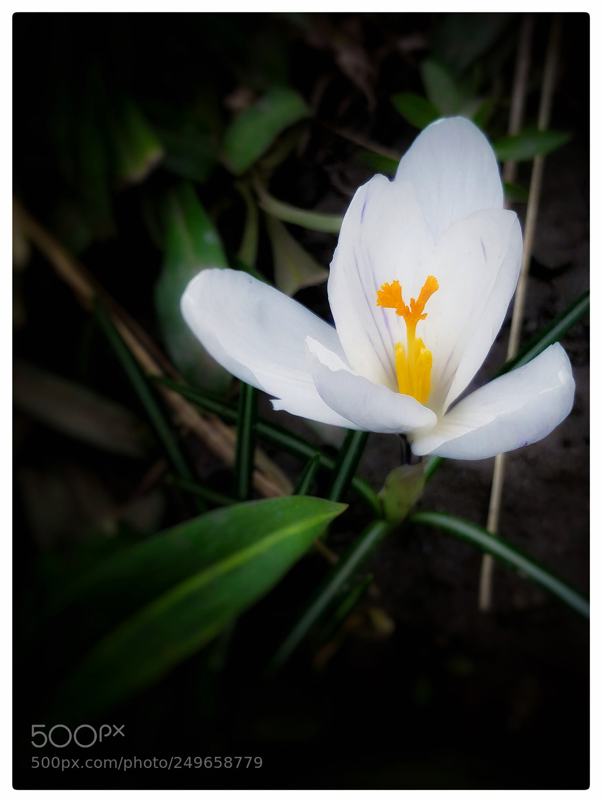 OnePlus 5 sample photo. Delicate photography