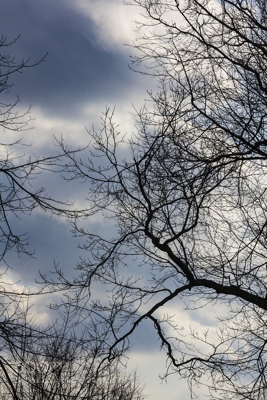 Canon EOS 60D sample photo. Trees and clouds photography