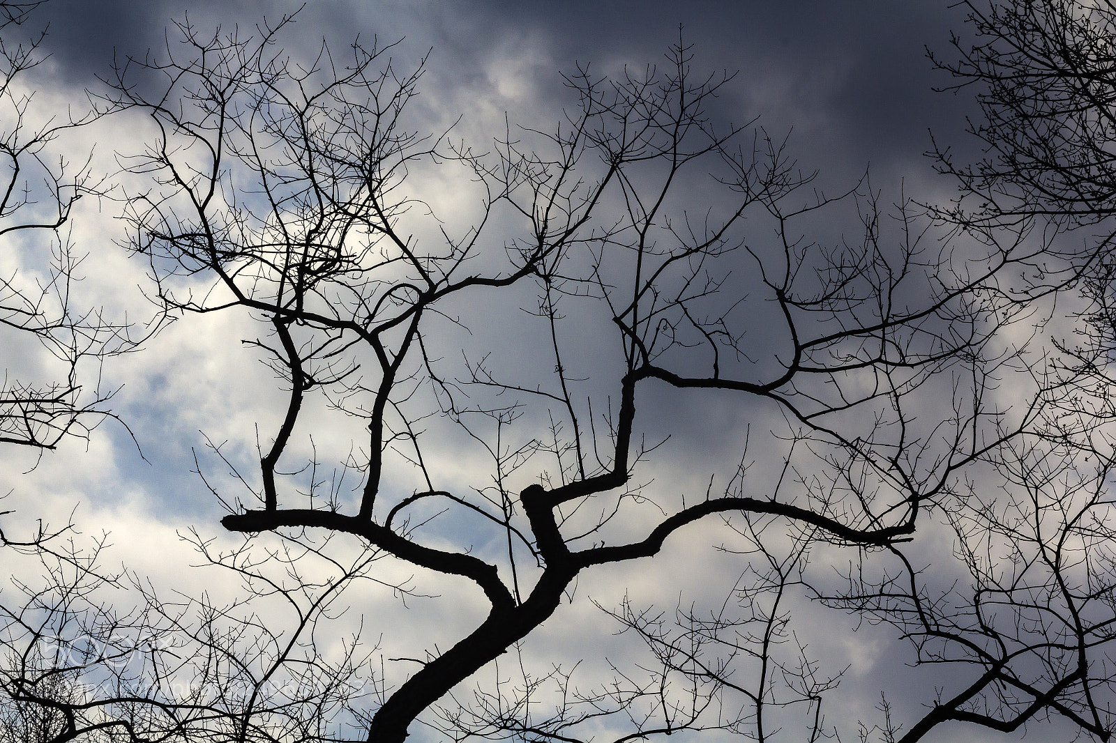 Canon EOS 60D sample photo. Trees and clouds photography