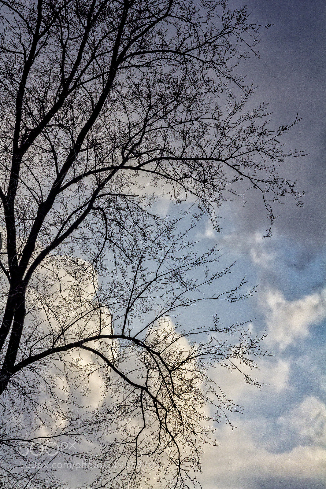Canon EOS 60D sample photo. Clouds trees and sky photography