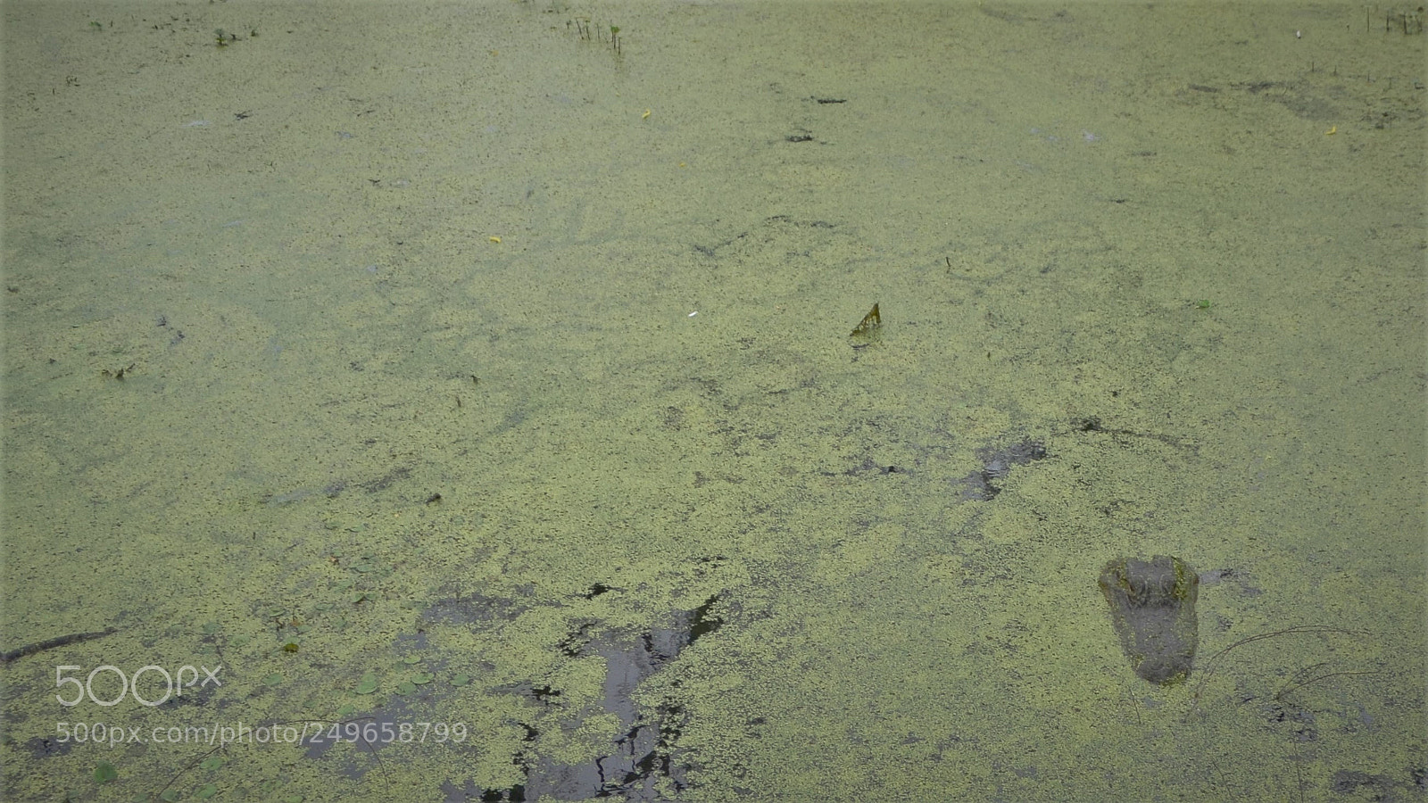 Nikon D3100 sample photo. Hidden dangers photography
