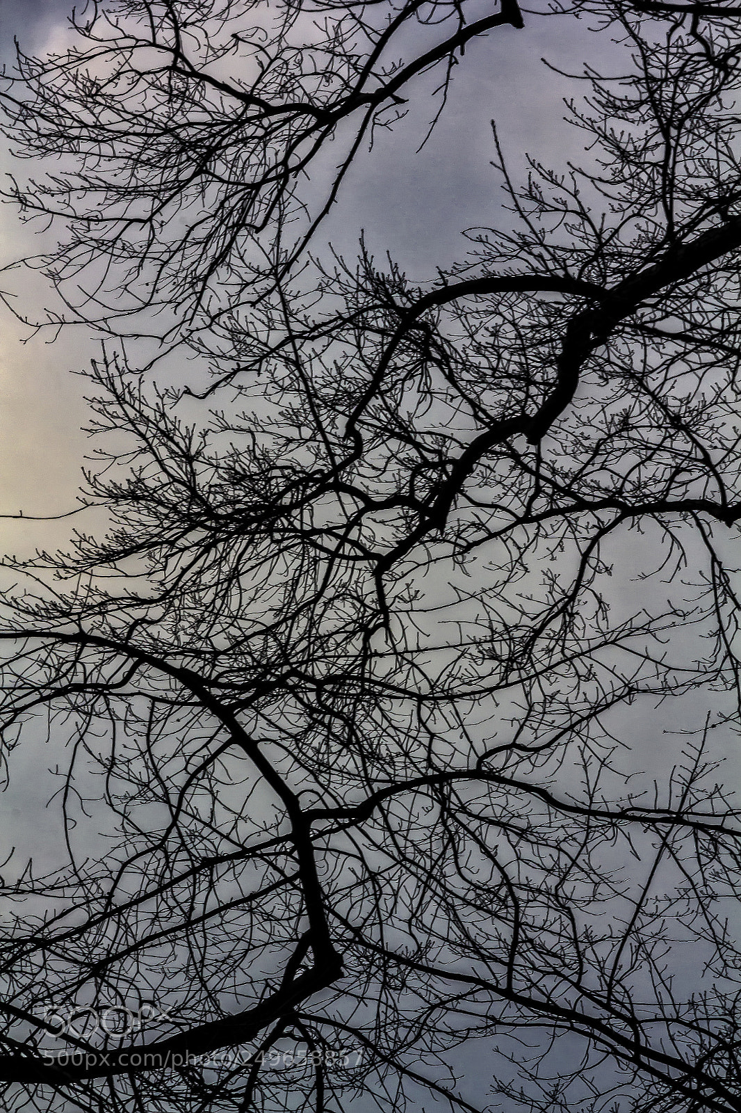 Canon EOS 60D sample photo. Clouds trees and sky photography