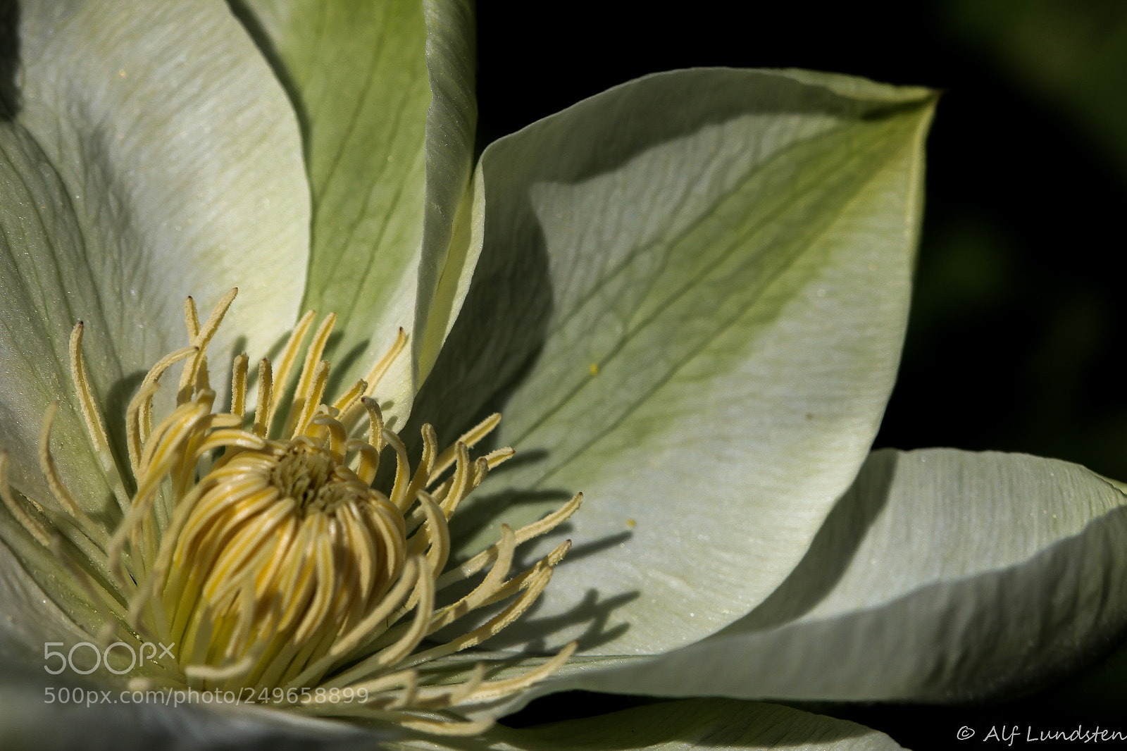 Canon EOS 60D sample photo. Spring-green photography
