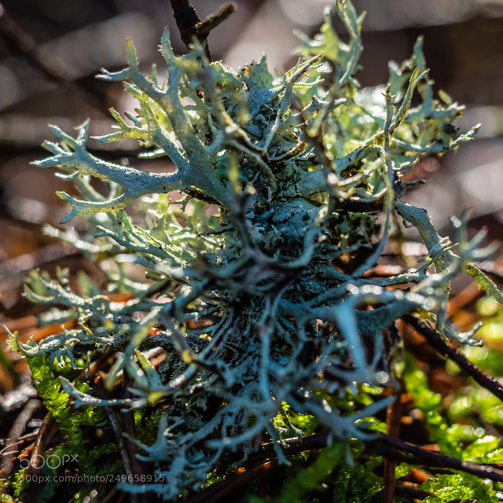 Olympus OM-D E-M1 sample photo. Lichen 2 photography