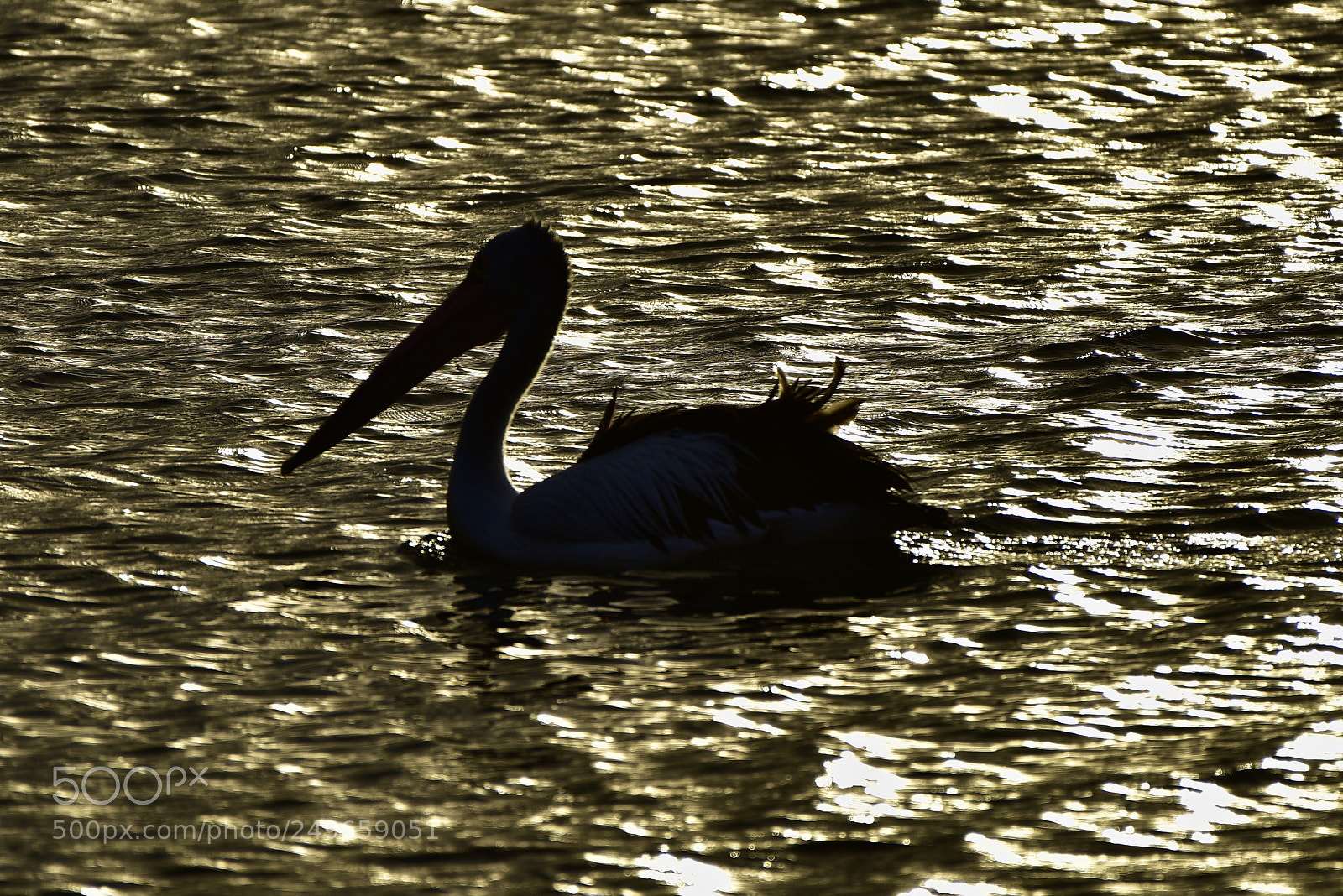 Nikon D810 sample photo. Pelican photography