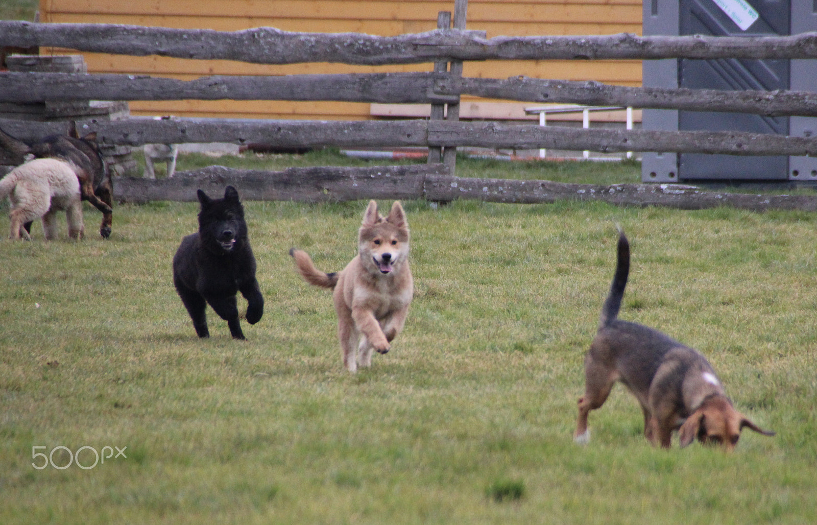 Canon EOS 600D (Rebel EOS T3i / EOS Kiss X5) sample photo. Dogs play photography