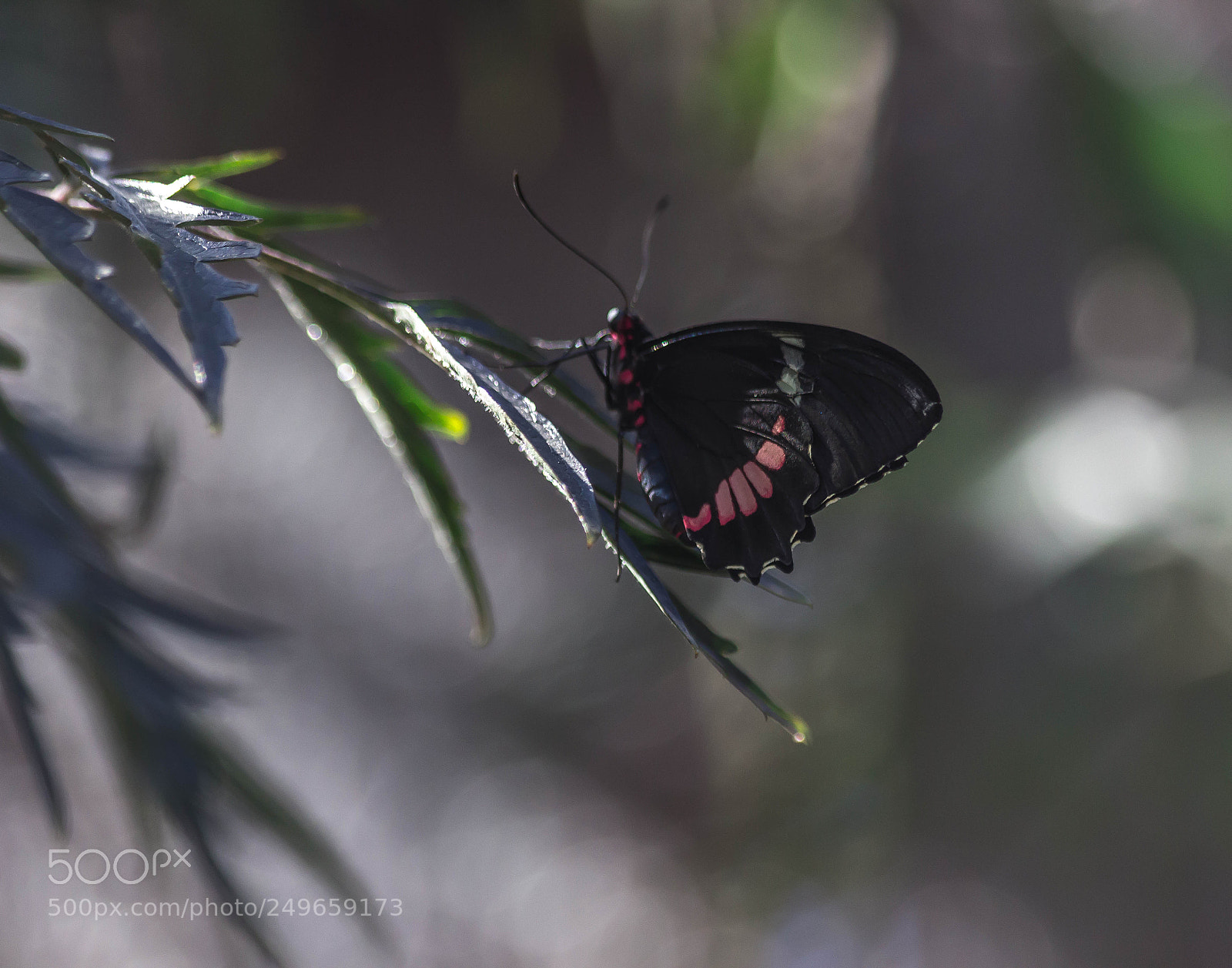 Canon EOS 600D (Rebel EOS T3i / EOS Kiss X5) sample photo. Tropical beauty photography