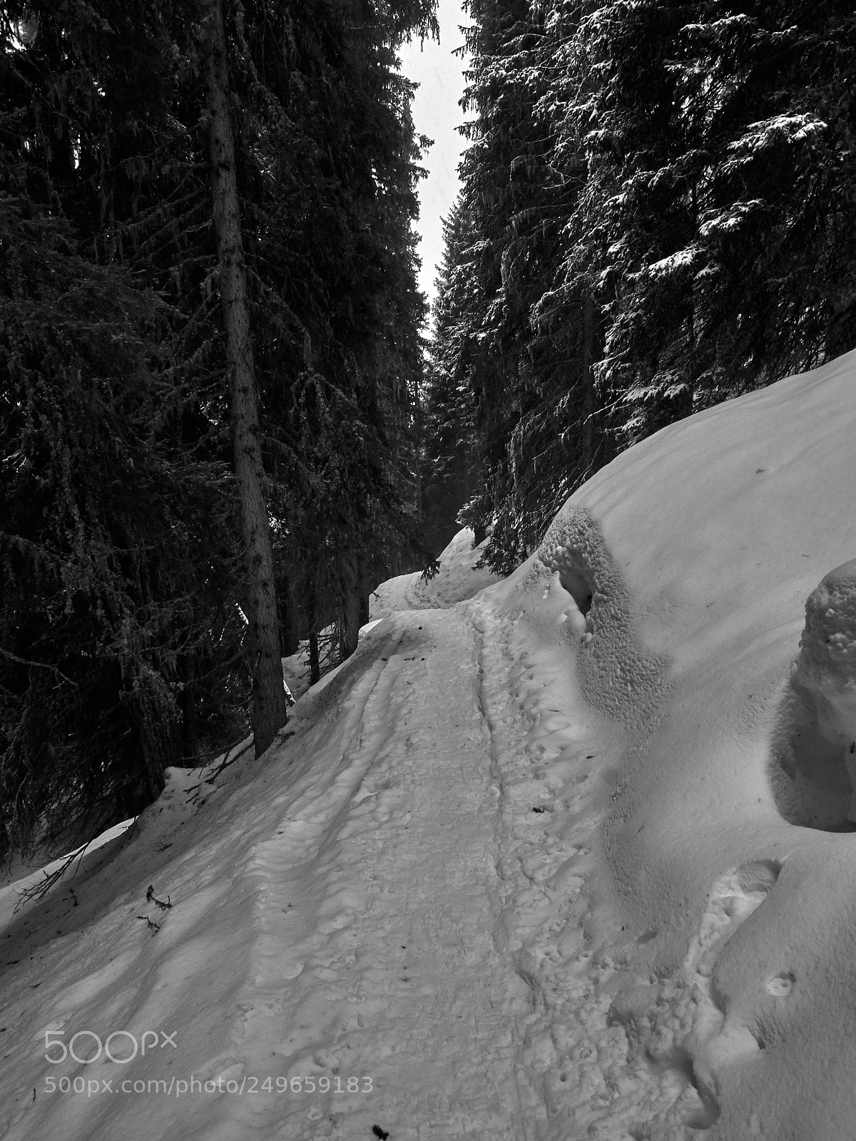Olympus OM-D E-M10 sample photo. Snowy forest photography
