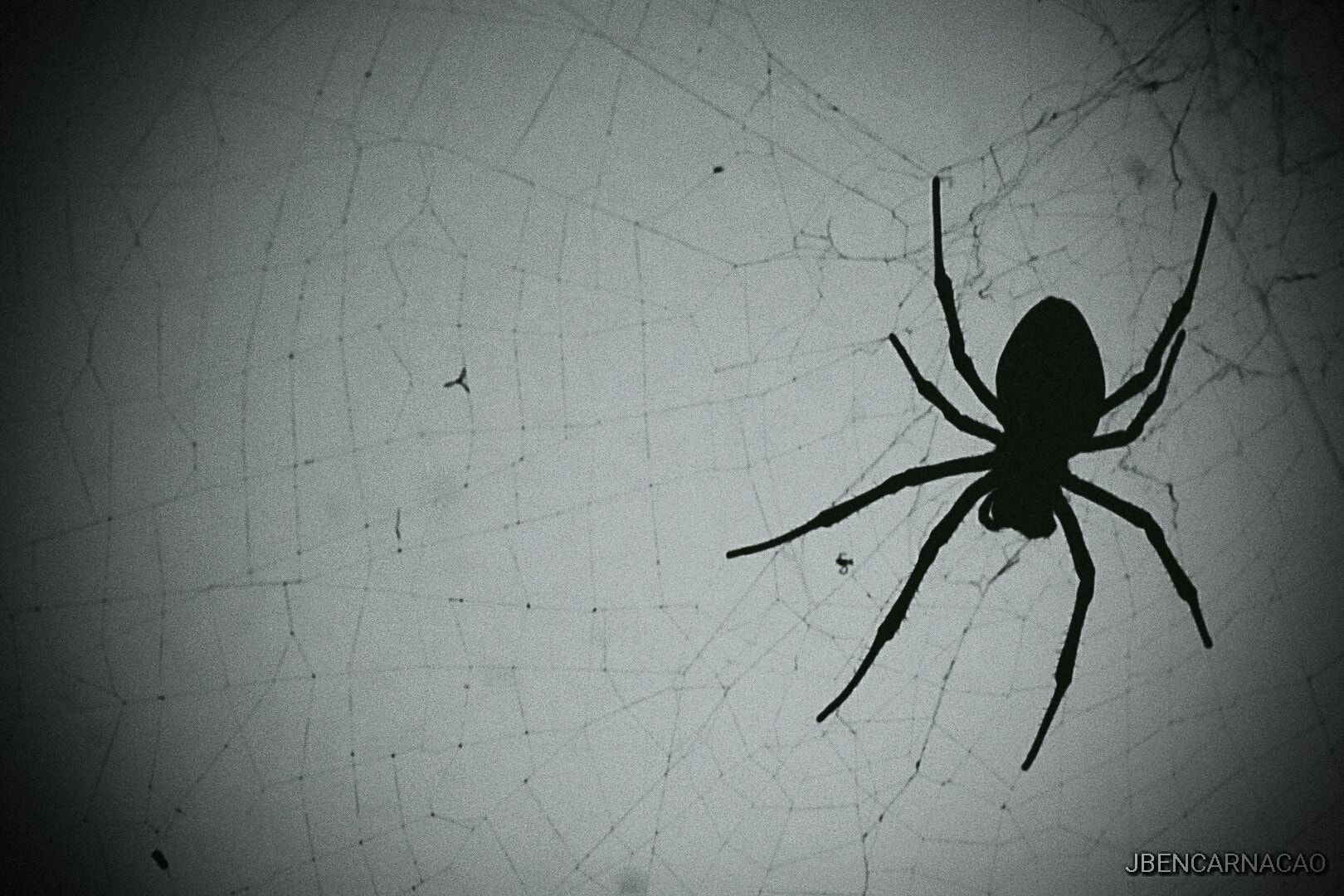 Nikon D5600 sample photo. Cobweb silhouette photography