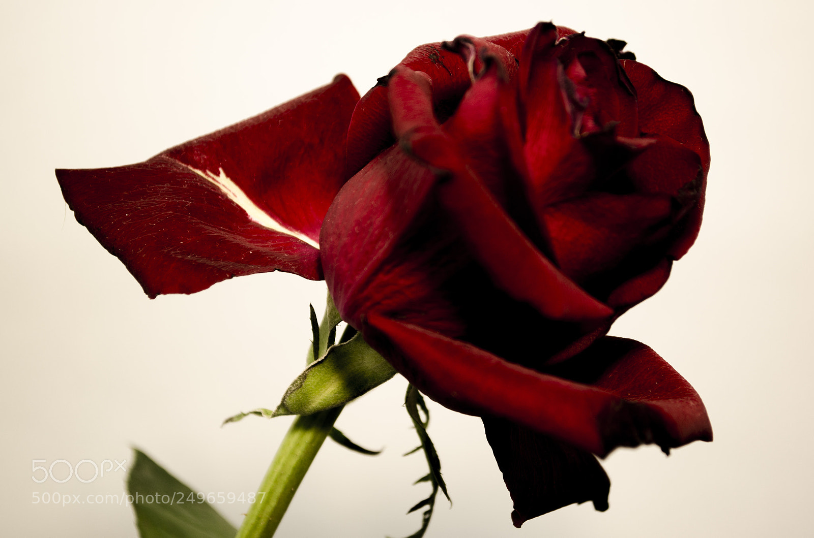 Nikon D5100 sample photo. Rose_1 photography