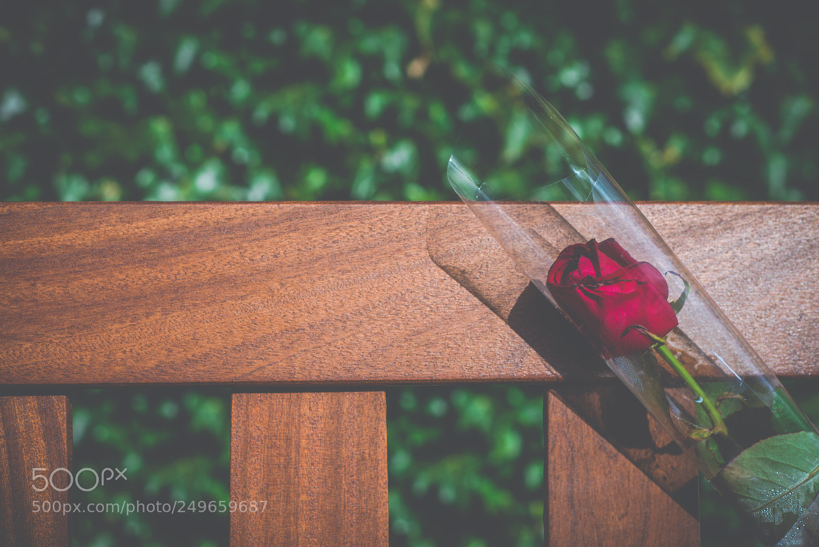 Nikon D800 sample photo. Single bereavement rose photography