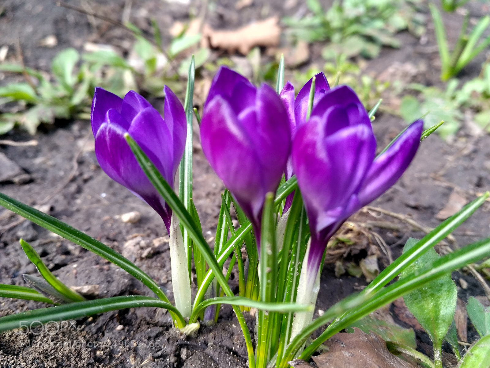 Xiaomi Redmi 3S sample photo. Spring time photography