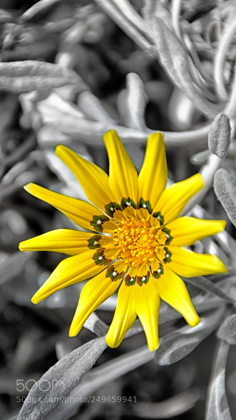 Nikon D90 sample photo. Gazania linearis, treasure flower photography