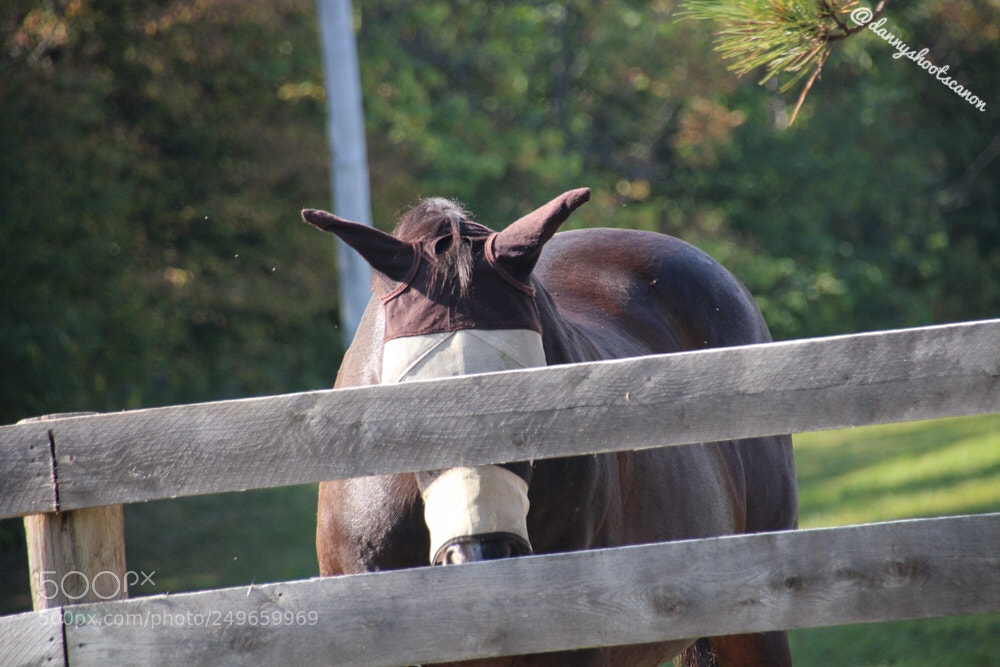 Canon EOS 700D (EOS Rebel T5i / EOS Kiss X7i) sample photo. Untitled photography