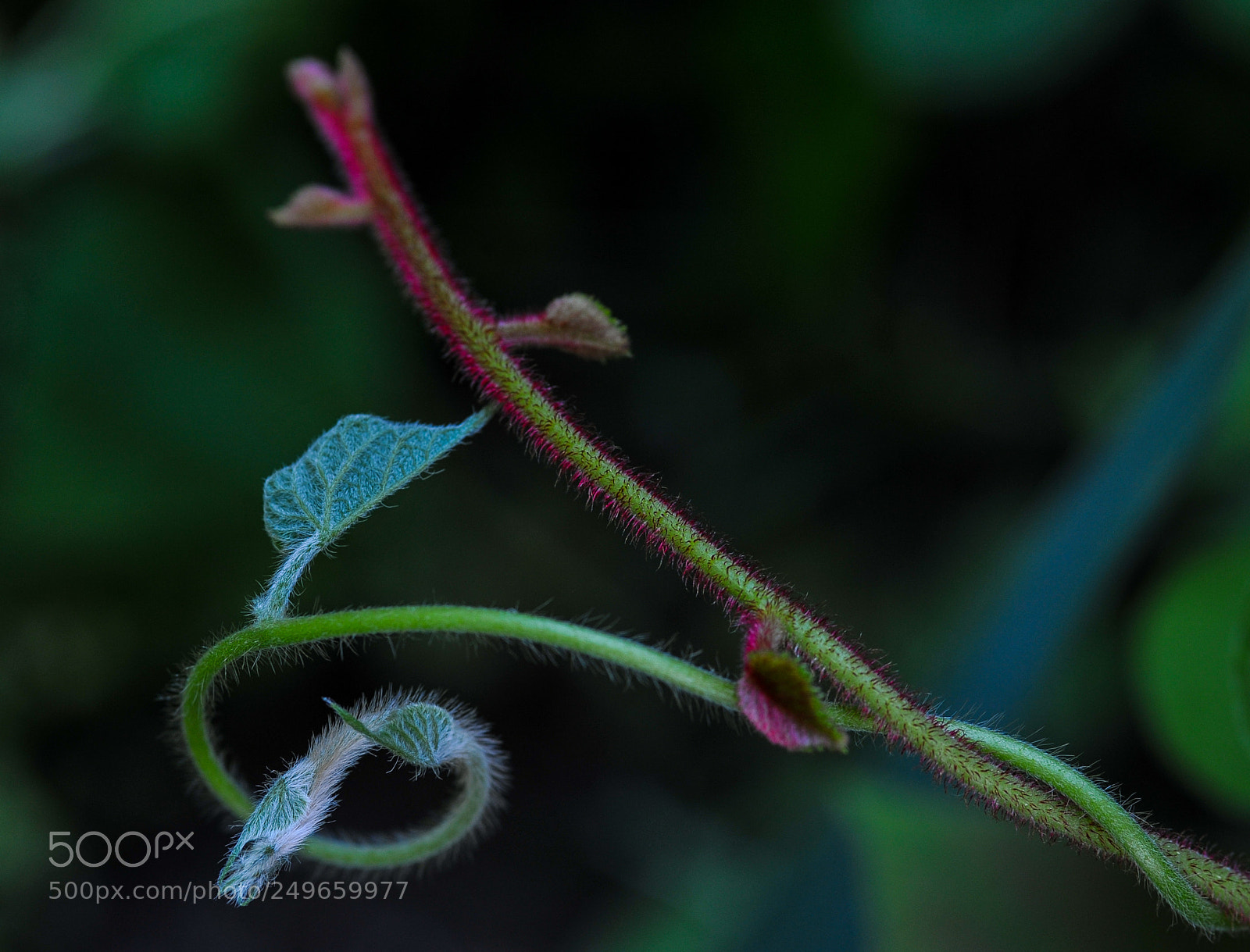 Nikon D3 sample photo. Macro photography