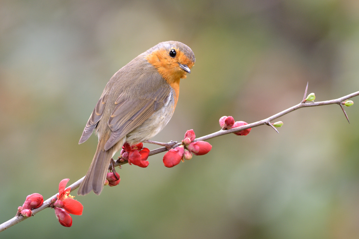 Nikon D7200 + Nikon AF-S Nikkor 300mm F4D ED-IF sample photo. Waiting for spring... photography