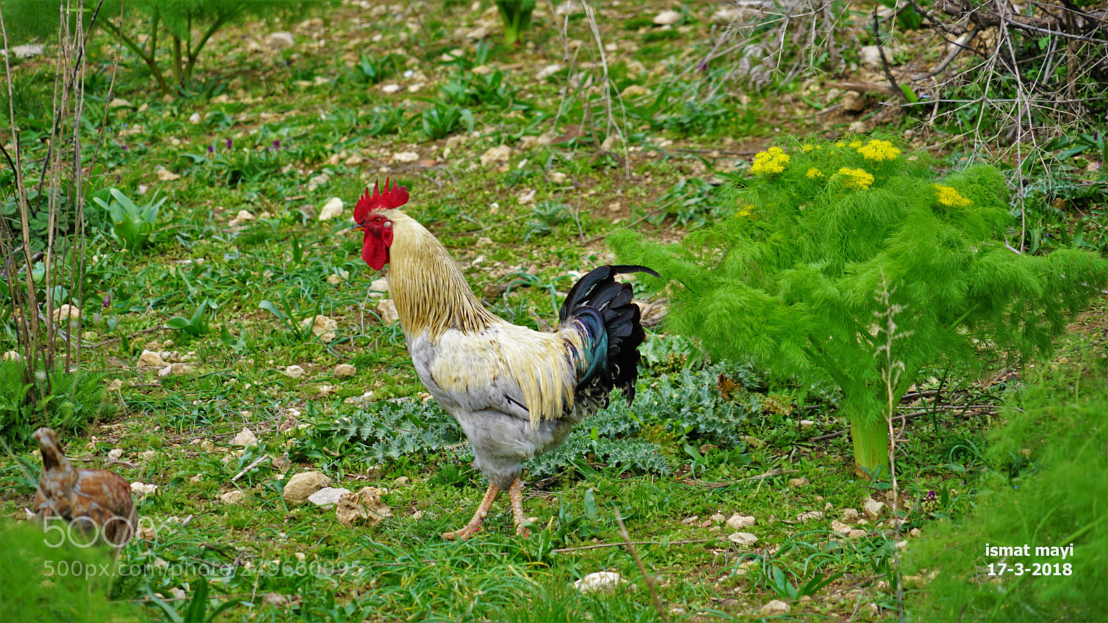 Sony a7 II sample photo. 67.jpg photography