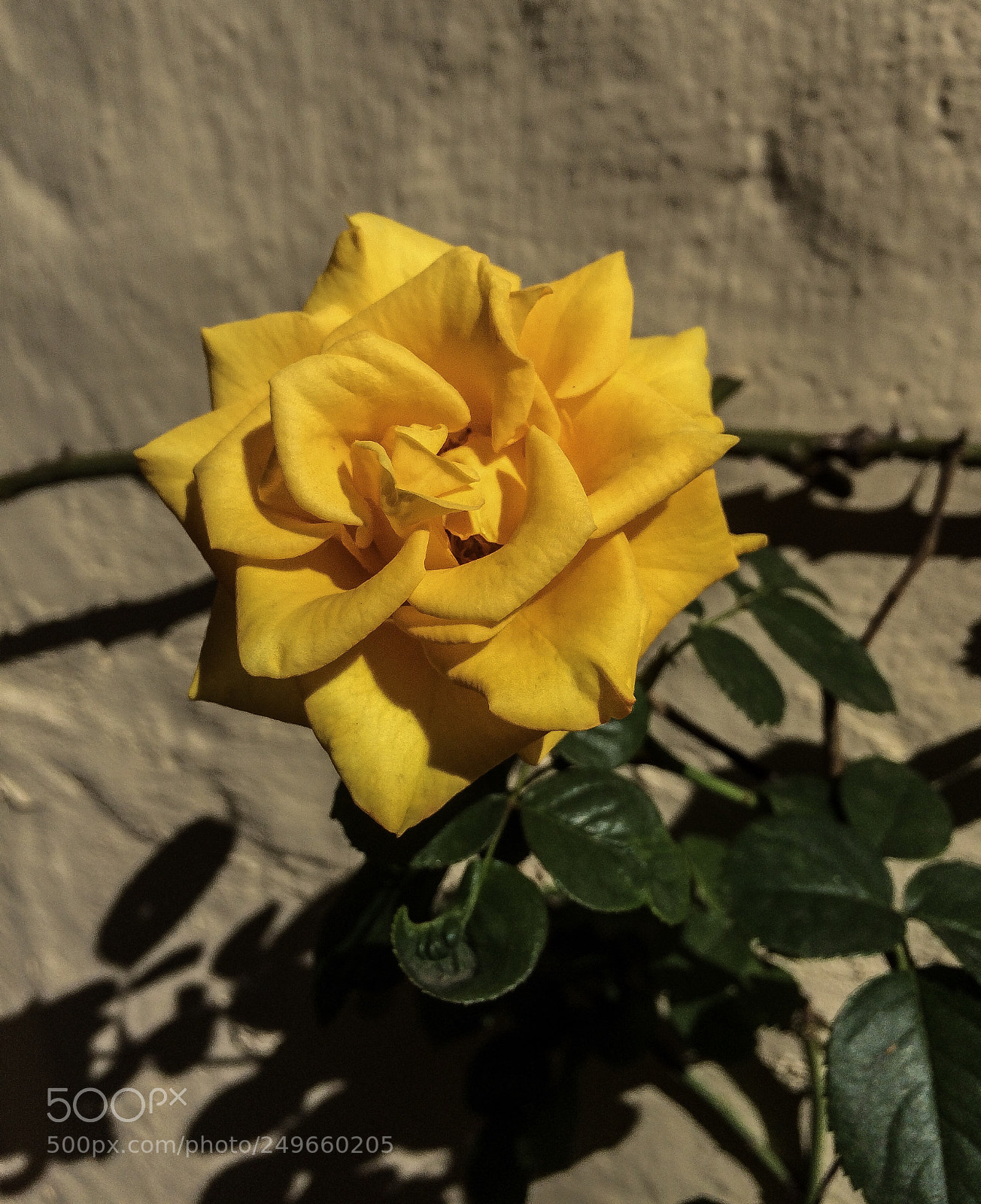 Apple iPhone 5s sample photo. Yellow photography