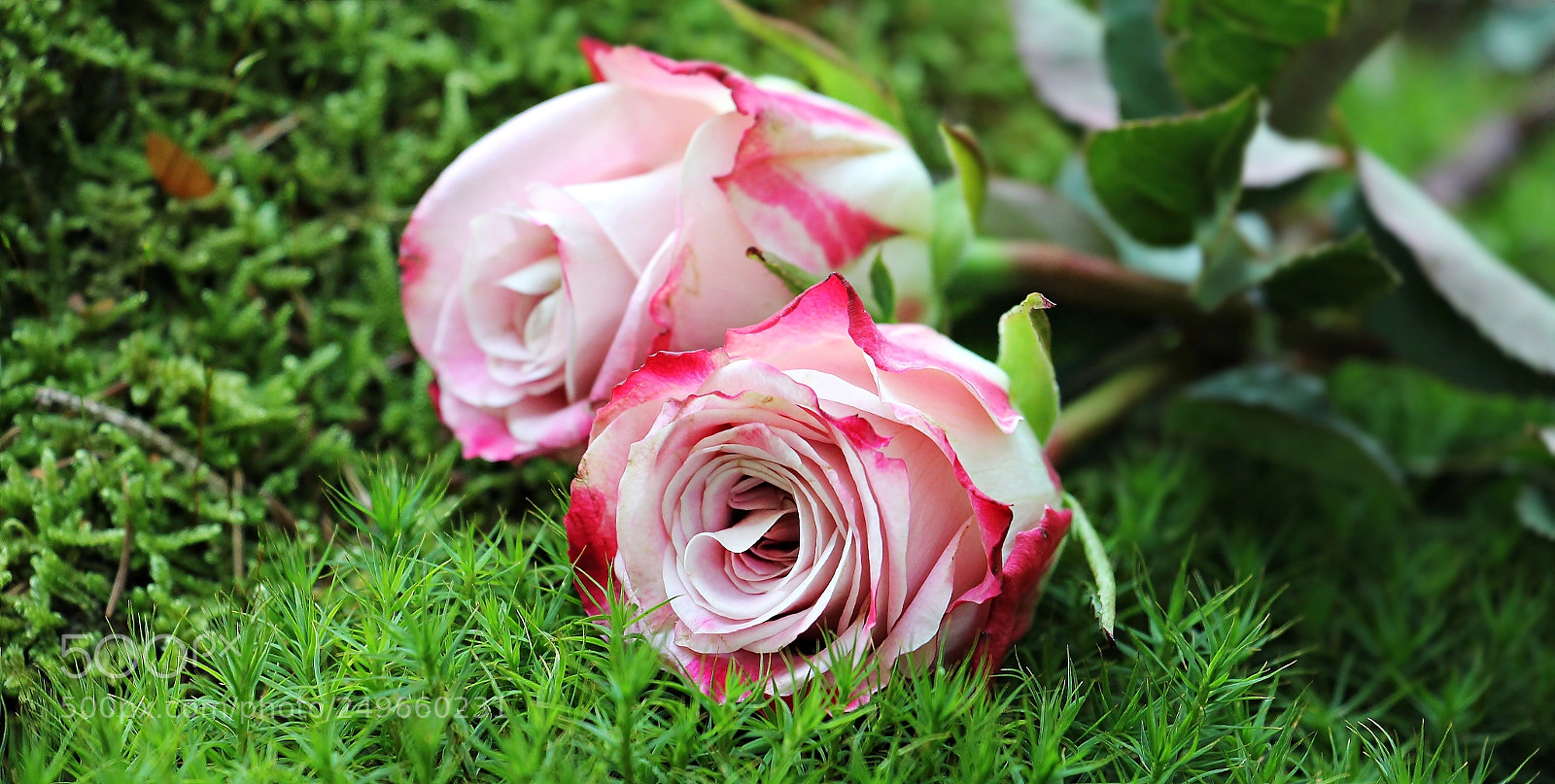 Canon EOS 550D (EOS Rebel T2i / EOS Kiss X4) sample photo. The flowers of love photography