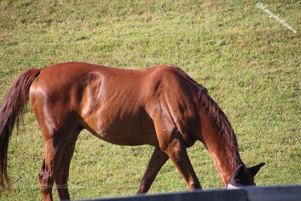 Canon EOS 700D (EOS Rebel T5i / EOS Kiss X7i) sample photo. Untitled photography