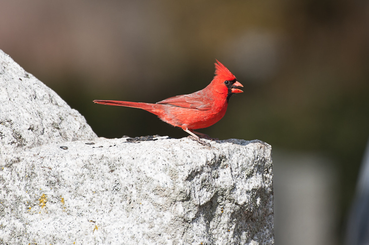 Nikon D700 sample photo. Cardinal photography