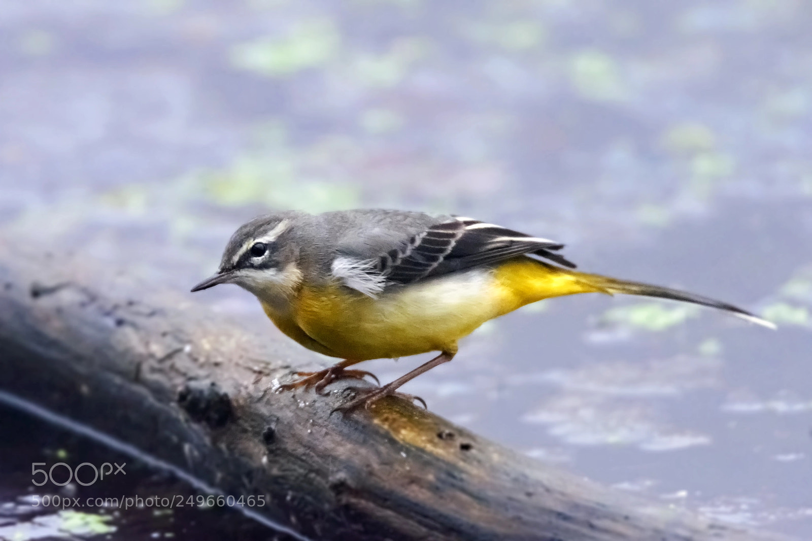 Nikon D7200 sample photo. Grey wagtail photography