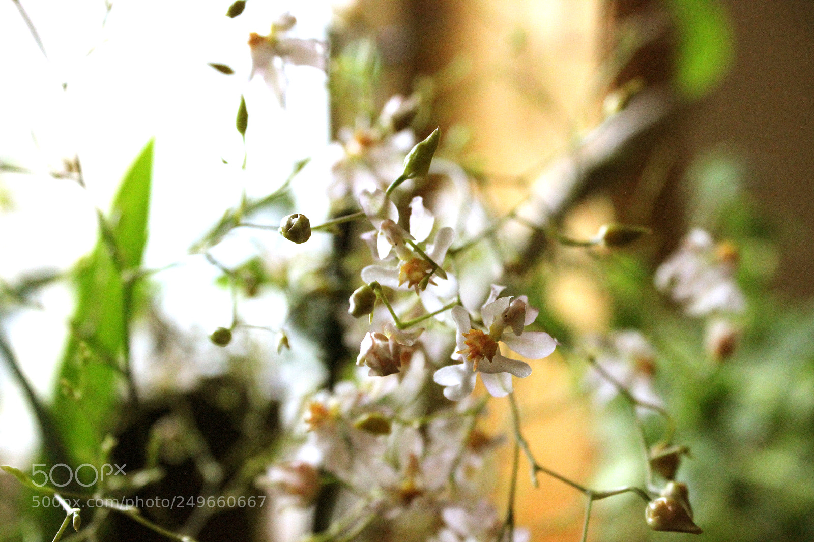 Canon EOS 600D (Rebel EOS T3i / EOS Kiss X5) sample photo. Img photography